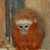 Titi Monkey