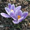 'King of the Striped' Crocus