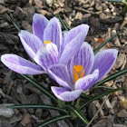 'King of the Striped' Crocus