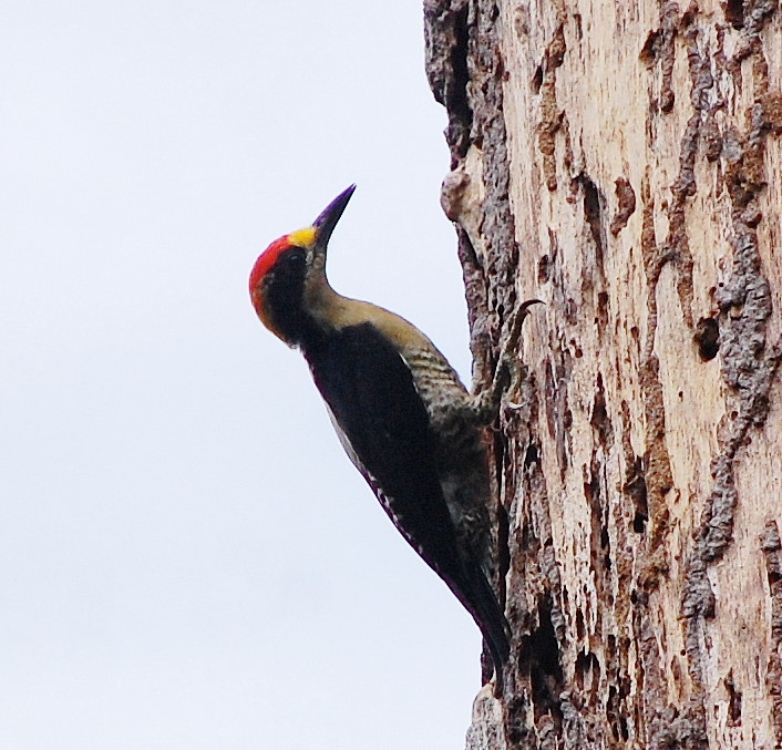 Golden-naped woodpecker (male)