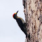 Golden-naped woodpecker (male)