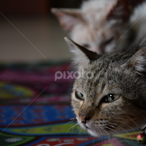 Focus by L 's - Animals - Cats Portraits