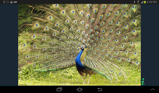 The Birds of India Screenshots 11