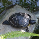 Red-eared slider