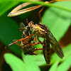 Robber fly