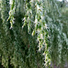 Common dog fennel