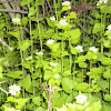 Garlic Mustard