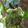 Violet-headed Hummingbird at nest