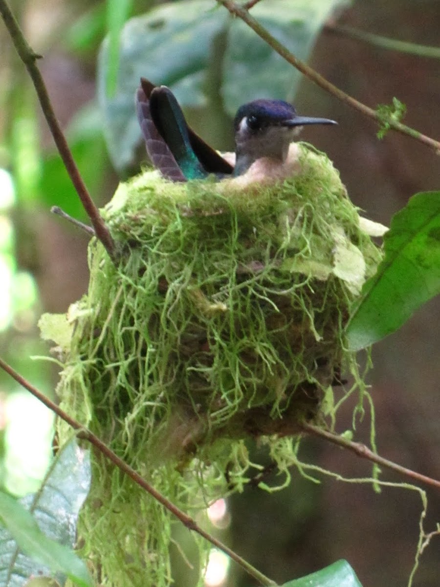 Violet-headed Hummingbird at nest