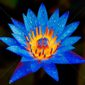 by Germzki Hitch Cardenas - Flowers Single Flower