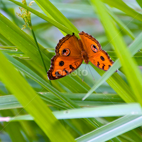 Eyes on the prize by Michael Pua - Animals Insects & Spiders