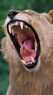 Wildlife Photo Safaris Screenshots 5