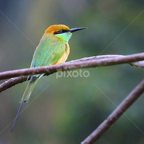 BEE EATER by Prithwish Mondal - Animals Birds