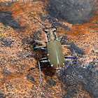 Tiger Beetle