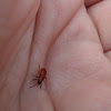 Small milkweed bug (nymph)