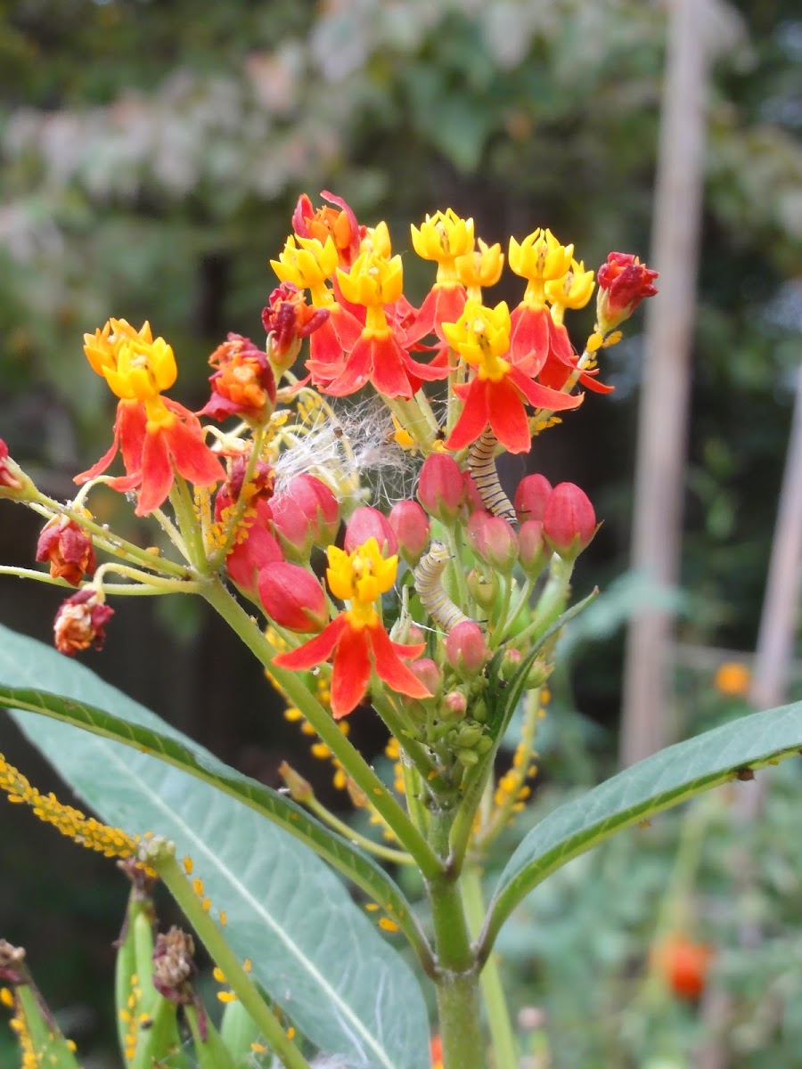 Monarch Caterpillars