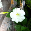 Petunia: White