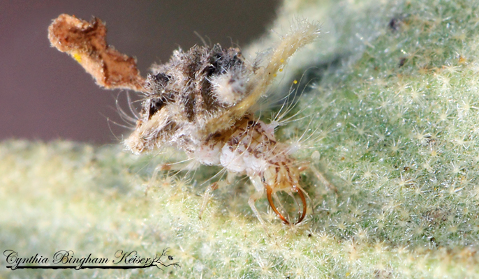 Green Lacewing larvae in disguise