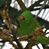Scaly-Breasted Lorikeet