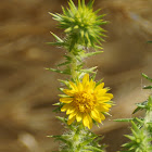 Common Spikeweed