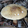 The Blusher Mushroom