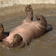 Common Hippopotamus (juvenille)