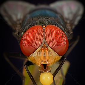 main balon by Rhonny Dayusasono - Animals Insects & Spiders