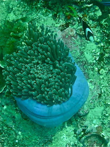 Bubble tip anemone