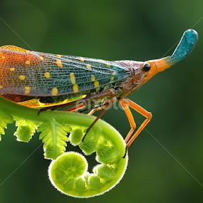 by Dwi Sudarmawan - Animals Insects & Spiders