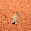 Unidentified Tortricid Moth