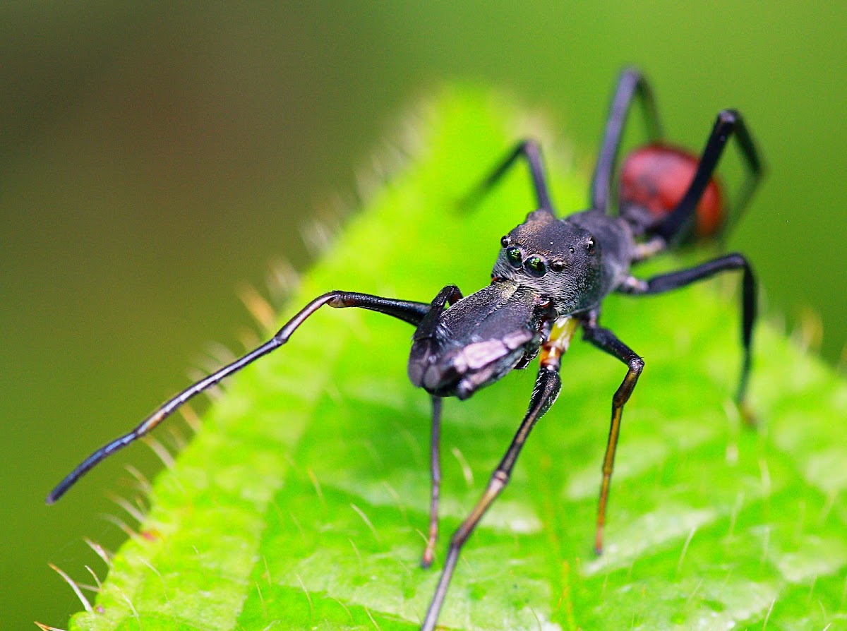 Ant-mimicking Spider
