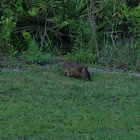 Marsh Rabbit