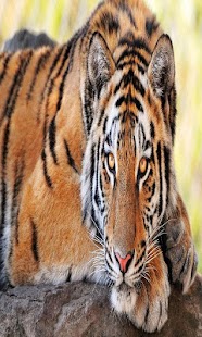 How to get Tigers Games 1.0 mod apk for pc