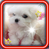 cute puppy images apk Download Android APK GAMES amp; APPS for Windows 