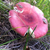 Red russula