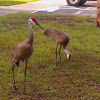 Sandhill Crane