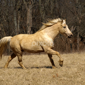 Eating On The Run by Bari Spears - Animals Horses