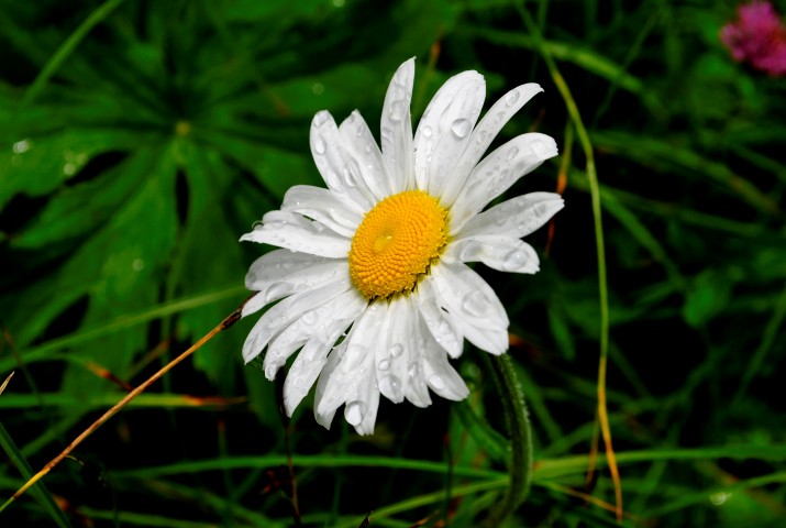 False Aster