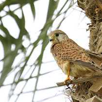 Qatar's Biodiversity