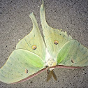 Luna Moth, Male