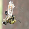 Common Wasp feeding