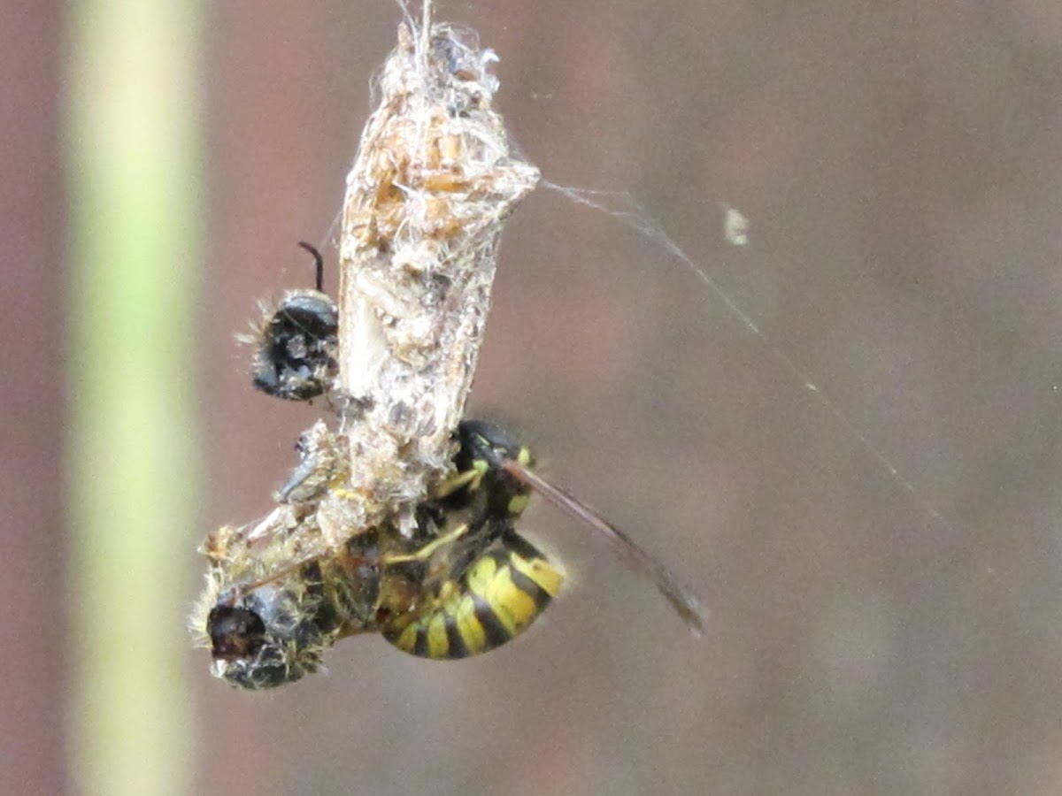Common Wasp feeding