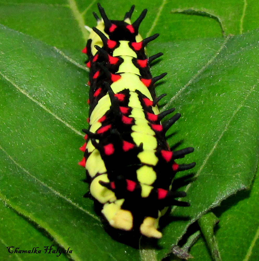 Caterpillar of Common Mime