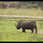 Square lipped Rhino