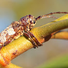 Longicorn Beetle