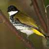 Scaly-breasted Bulbul