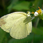 grass yellow butterfly