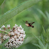 Hummingbird clearwing moth