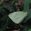 Cabbage White (female) Butterfly