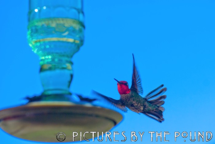 Anna's Hummingbird, male